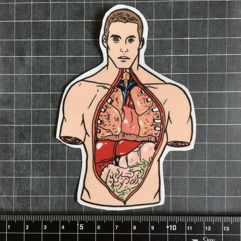 解剖男贴纸