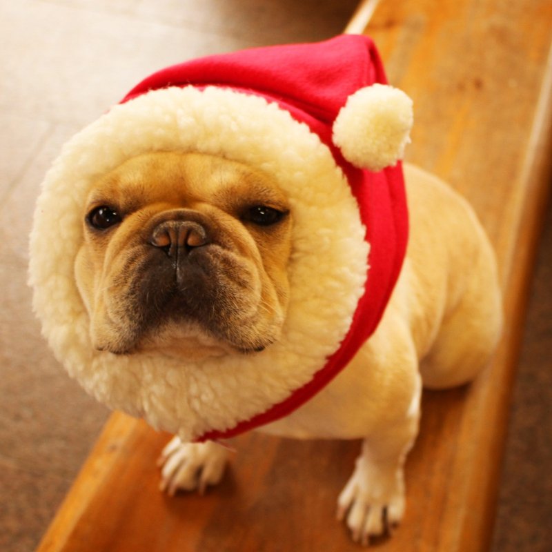 Santa dog Tsuruga