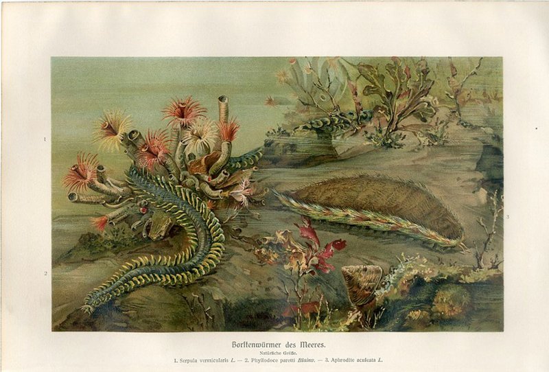 1890 德国深海生物插图