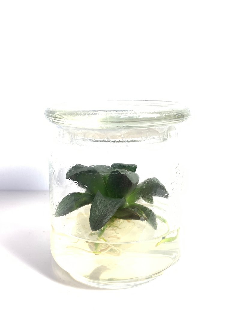 小室瓶栽/多肉植物系列/玻璃盖美吉寿瓶栽