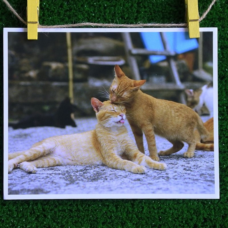 三猫小铺猫咪写真明信片(摄影:猫夫人) - 你侬我侬