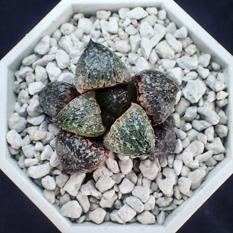 FY-HC17051 Haworthia picta hyb. 多肉植物/白银寿/皮克大