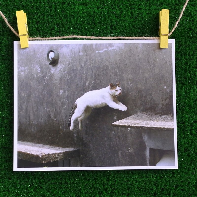 三猫小铺猫咪写真明信片(摄影:猫夫人) – 身轻如燕