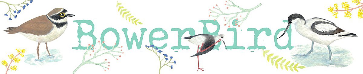 园丁鸟 bowerbird