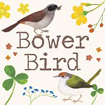 园丁鸟 bowerbird