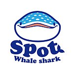 豆腐鲨点点 spot whale shark