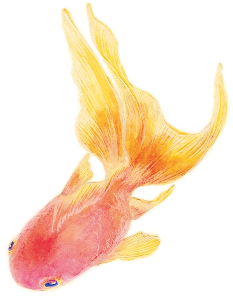 red goldfish sticker - 贴纸 - 其他材质 红色