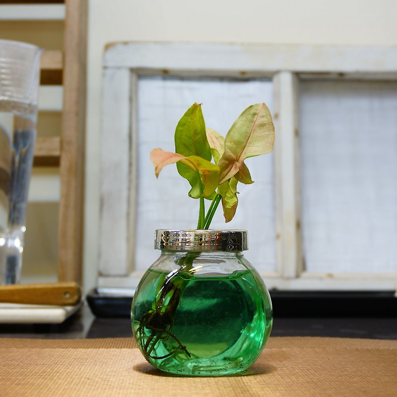 玻璃水耕室内植物 - 植栽/盆栽 - 玻璃 绿色