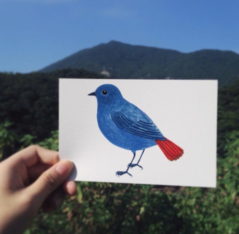 香港鸟类明信片 铅色水鸫 - 卡片/明信片 - 纸 蓝色