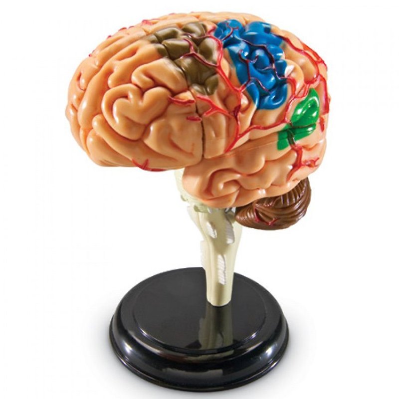 4D Master - 4D组合模型-人体系列(大脑) - 其他 - 塑料 