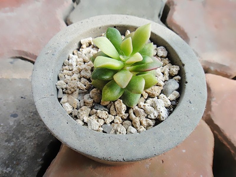 圆形 仿石 水泥盆器 盆栽 植栽 多肉植物 盆栽 - 植栽/盆栽 - 植物．花 绿色