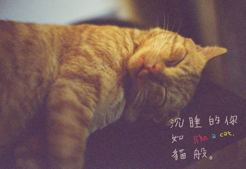 猫般你  /Magai's postcard - 卡片/明信片 - 纸 