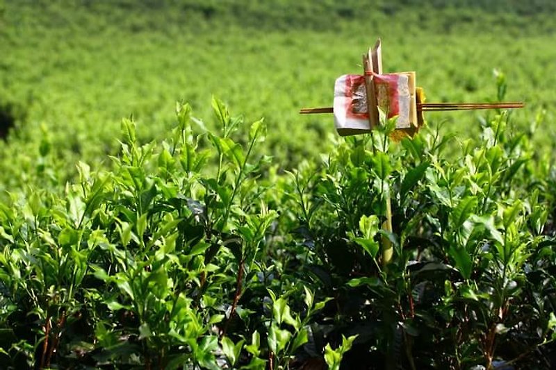 红玉红茶金质奖 - 茶 - 植物．花 