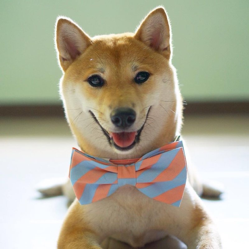Dog Bow-tie Collar light-blue and old-rose stripes. - 项圈/牵绳 - 其他材质 红色