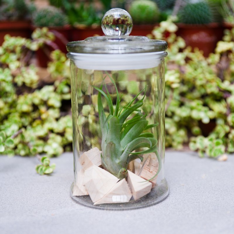 罐中的自然生命 - 贝可利 - 植栽/盆栽 - 玻璃 绿色