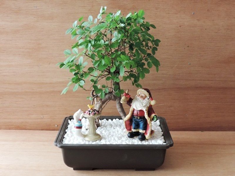 Xmas · 圣诞老公公与麋鹿《圣诞限定》 - 植栽/盆栽 - 植物．花 