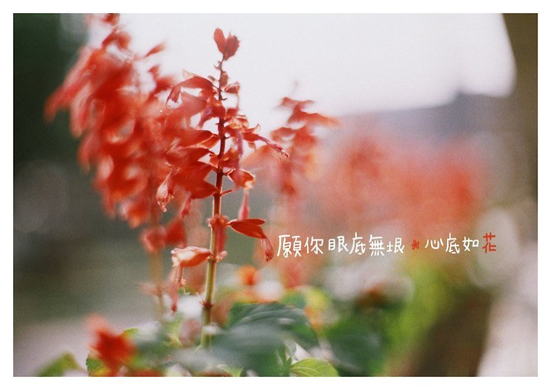 愿你 /Magai's postcard - 卡片/明信片 - 纸 红色
