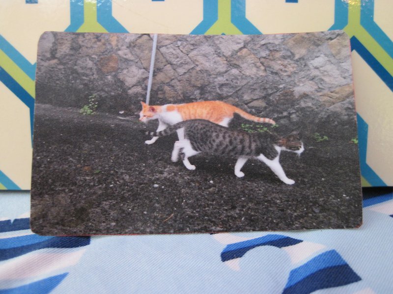 【贴纸】摄影猫系列の陌生人 - 贴纸 - 防水材质 多色