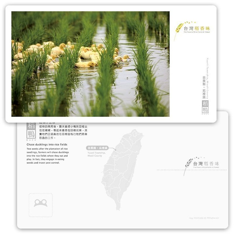 台湾稻香味明信片[稻鸭系列] - 赶鸭子上稼 - 卡片/明信片 - 纸 