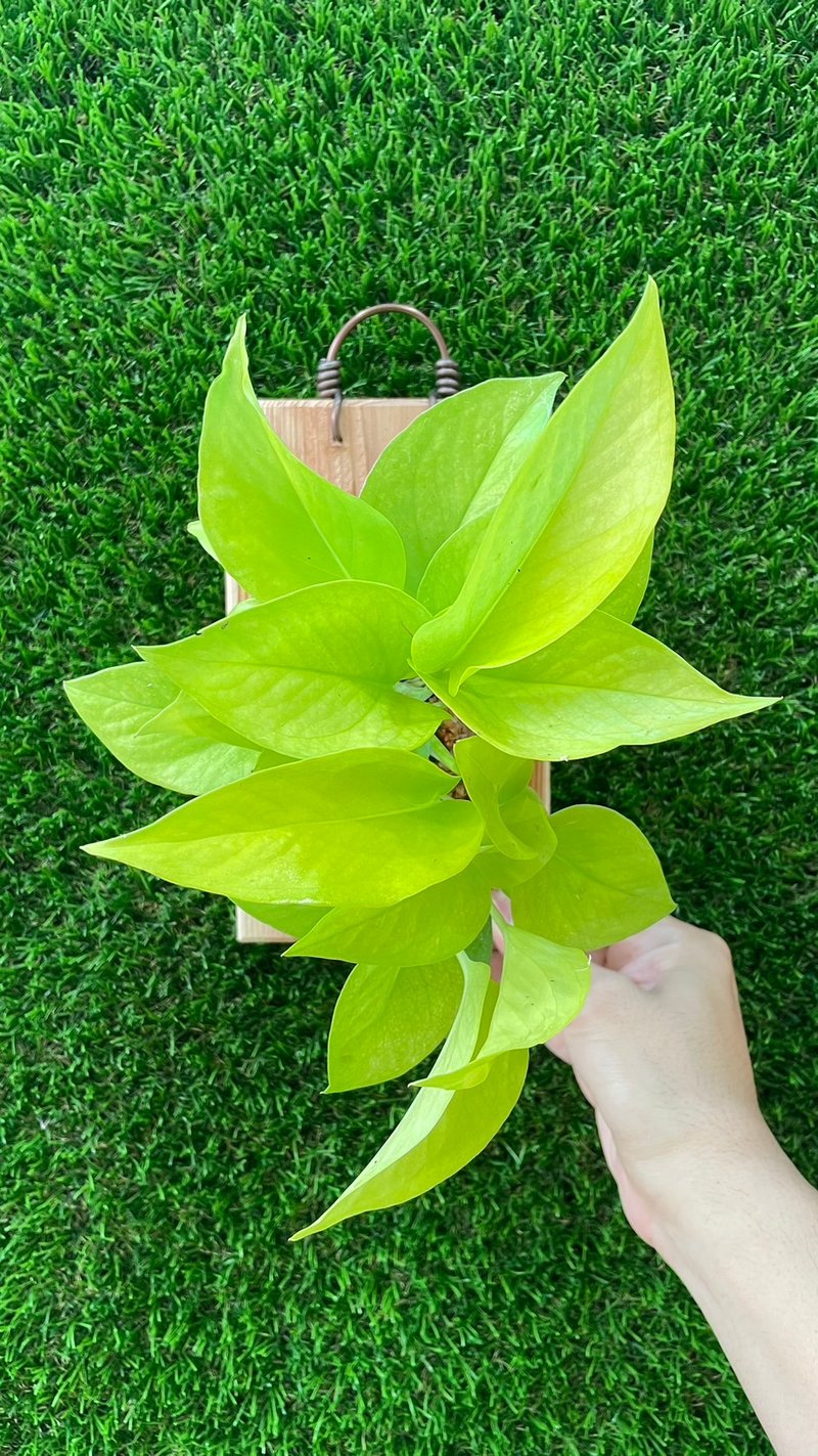 莱姆黄金葛 上板植物 居家摆设 墙面装饰 送礼好物 - 植栽/盆栽 - 植物．花 