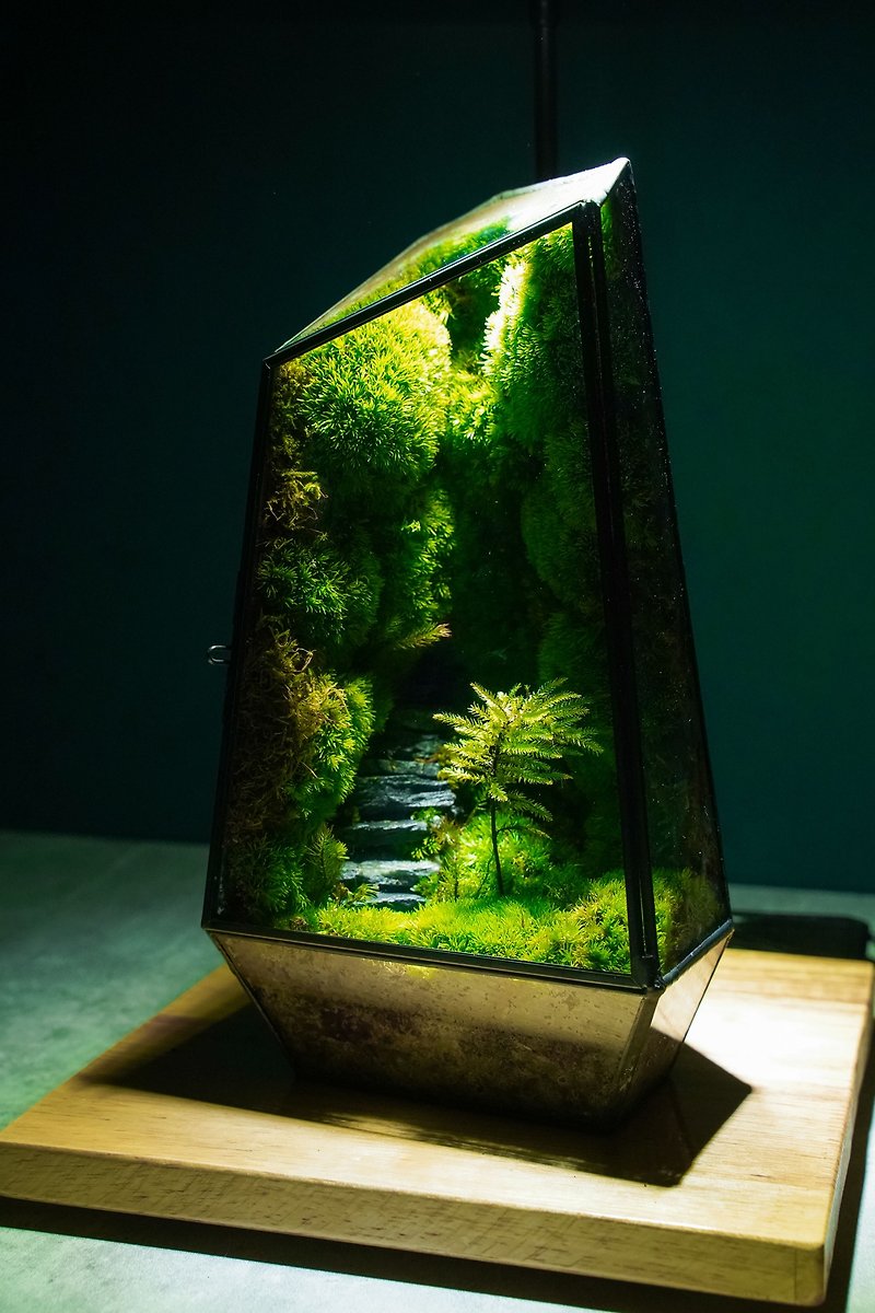 石阶苔藓之林 生态瓶 植物 盆景 玻璃微景观 - 植栽/盆栽 - 植物．花 绿色