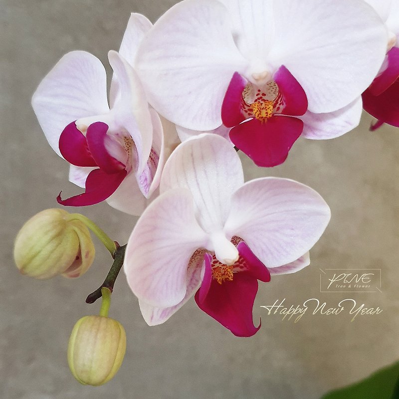 【礼品花盆】Pine粉色紫芯蝴蝶兰P-Orchid-001 - 植栽/盆栽 - 玻璃 透明