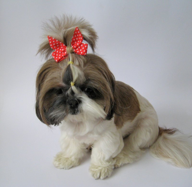 Red bows for girls, toddlers. dolls, small teacup dogs, for Yorkie, Shih tzu - 衣/帽 - 棉．麻 多色
