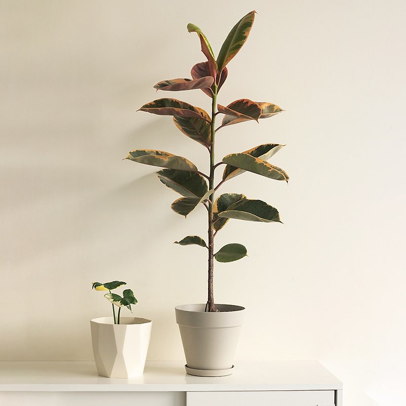 Ruby Rubber Plant 斑叶橡胶树大型植栽_荷兰设计极简雾面盆 - 植栽/盆栽 - 植物．花 