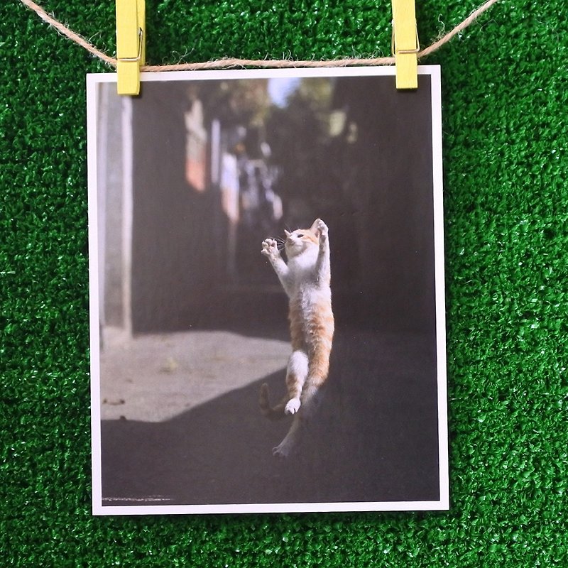 3猫小铺猫咪写真明信片(摄影:猫夫人) – 梦想起飞 - 卡片/明信片 - 纸 