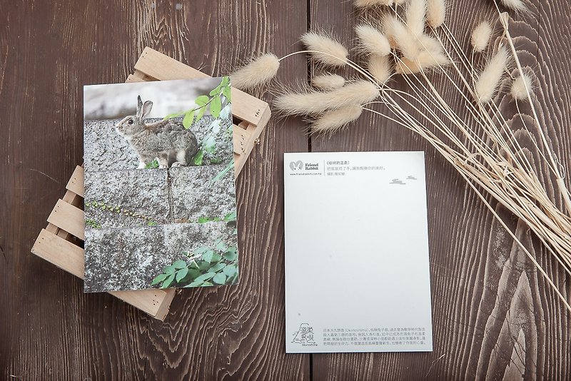 兔子摄影明信片- 树梢的温柔 - 卡片/明信片 - 纸 灰色