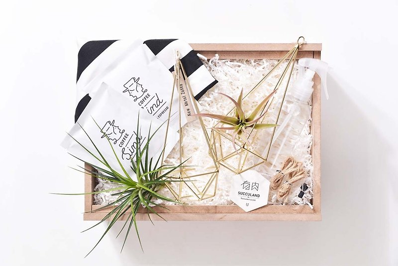Giftbox | 空气凤梨礼物盒 | 情人节 生日 - 植栽/盆栽 - 纸 绿色