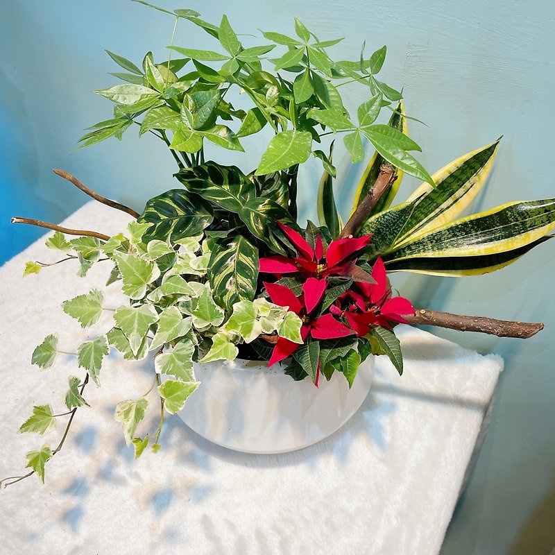 桌上型组合盆栽 圣诞红发财树 开幕乔迁礼 - 植栽/盆栽 - 植物．花 绿色