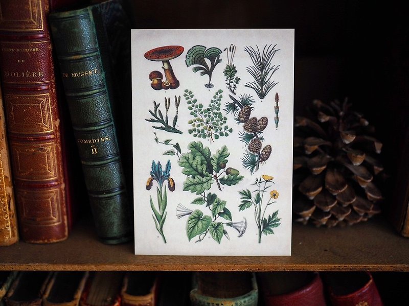 1900年英国植物/蕈菇类图鉴系列 复刻版明信片 A款 - 卡片/明信片 - 纸 