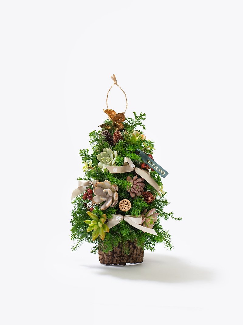 圣诞礼物 | 森林之欢 - 植栽/盆栽 - 植物．花 