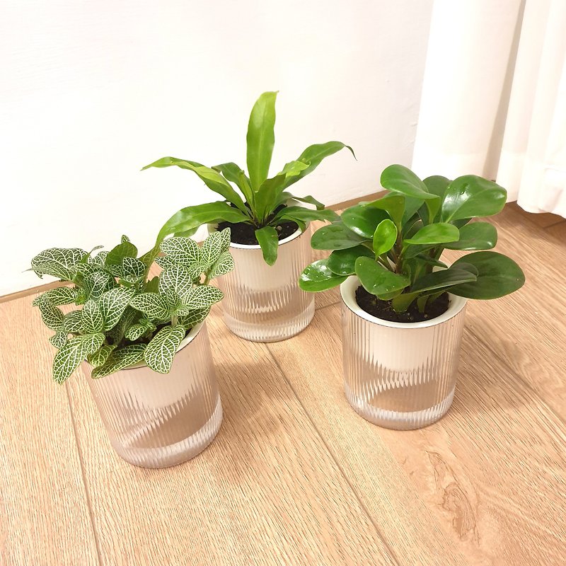 猫咪友善植物 三盆植物组合 - 植栽/盆栽 - 塑料 绿色