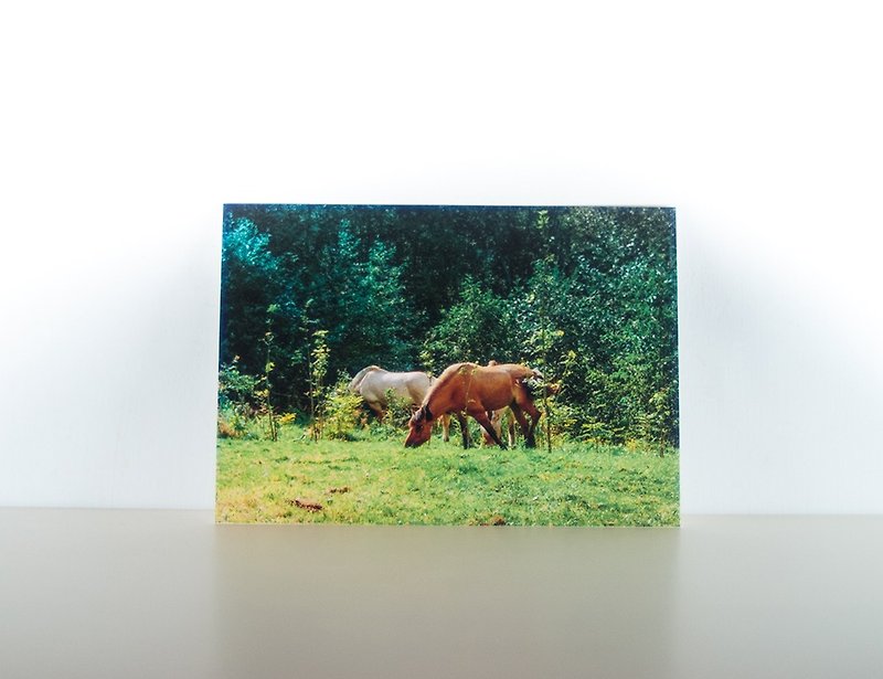 摄影明信片 | 漫步森林的马儿-洛夫特胡斯-挪威 - 小镇散步 - 卡片/明信片 - 纸 绿色