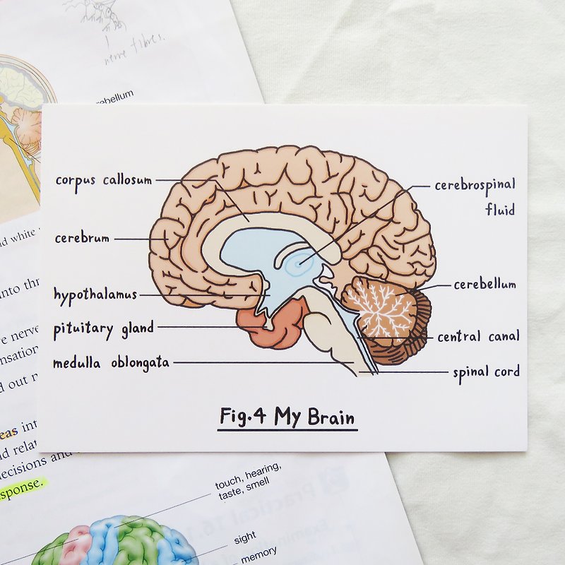 想念你 / 生物学 大脑明信片 器官解剖图 - 卡片/明信片 - 纸 