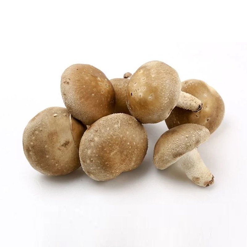 【乡菇香】新鲜有机厚鲜香菇包邮组 - 其他 - 其他材质 咖啡色