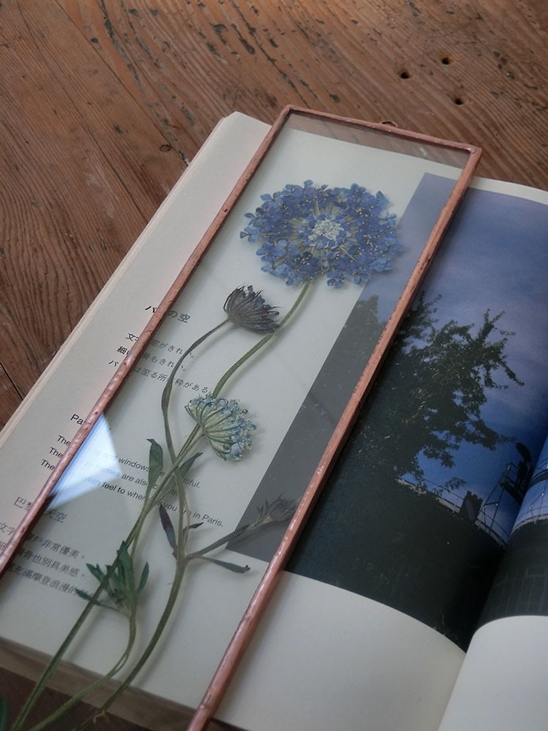 植物图鉴∣蓝色翠珠花∣玻璃镶嵌∣花草标本 - 干燥花/捧花 - 植物．花 蓝色