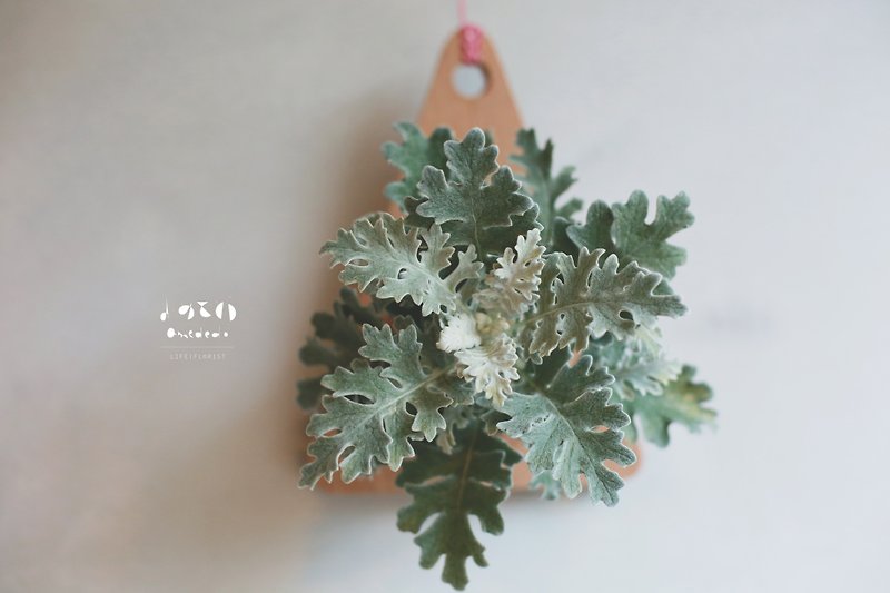 圣诞节的上版植物银叶菊苔球 - 植栽/盆栽 - 植物．花 透明