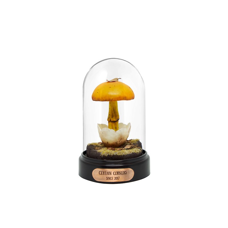 Certain Corners橙盖鹅膏菌蘑菇标本小夜灯 - 灯具/灯饰 - 其他材质 橘色