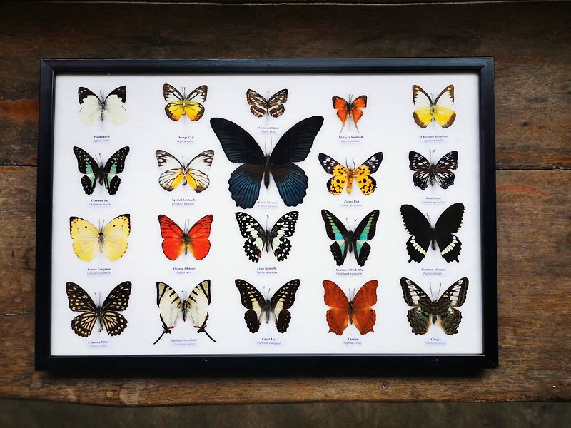 Mix 20 Beautiful Butterfly Insect Taxidermy Entomology - 墙贴/壁贴 - 木头 