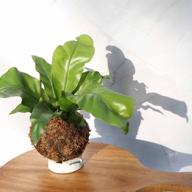 【山苏苔球】 室内植物/ 居家摆设/ 室内植物 - 植栽/盆栽 - 植物．花 绿色