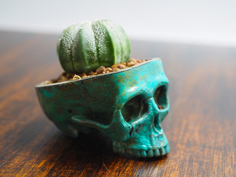 Skull pots cactus small potted plants in brass and Patina color Handcrafted from - 植栽/盆栽 - 其他金属 绿色