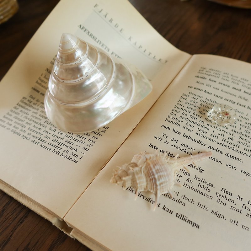海螺形珍珠母物体 - 摆饰 - 贝壳 白色
