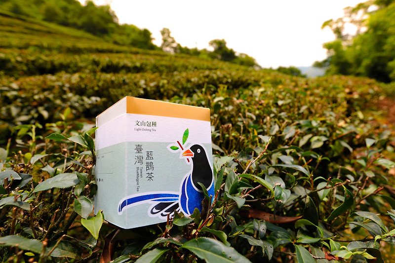 【台湾蓝鹊茶】文山包种 (随身茶包10入) - 茶 - 新鲜食材 绿色
