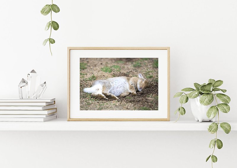 兔子摄影艺术微喷作品 - 甜梦 - 海报/装饰画/版画 - 纸 卡其色