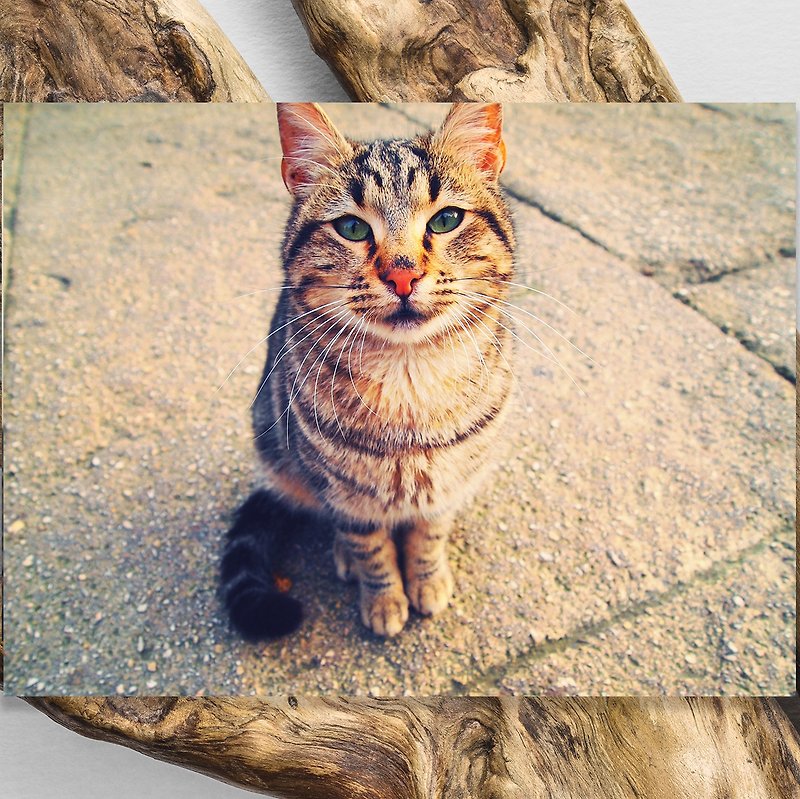 动物星球名信片/相片卡 - 土耳其猫猫 Wild Cat in Turkey Postcard 2 - 卡片/明信片 - 纸 金色