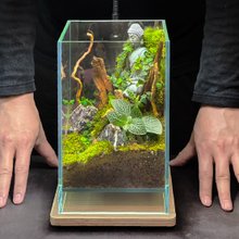 新品上市  林间觉者 / 定制化造景生态缸
