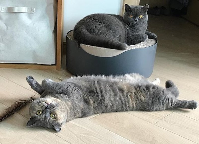 KOGONGCAT猫抓床-多功能猫床(木炭墨) - 床垫/笼子 - 纸 黑色